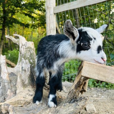 Baby Goat and Furry Pets Week!- June 24th and 25th