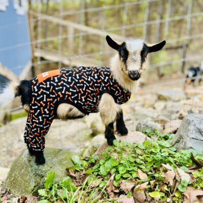 Baby Goat Camp- June 30th and July 1st
